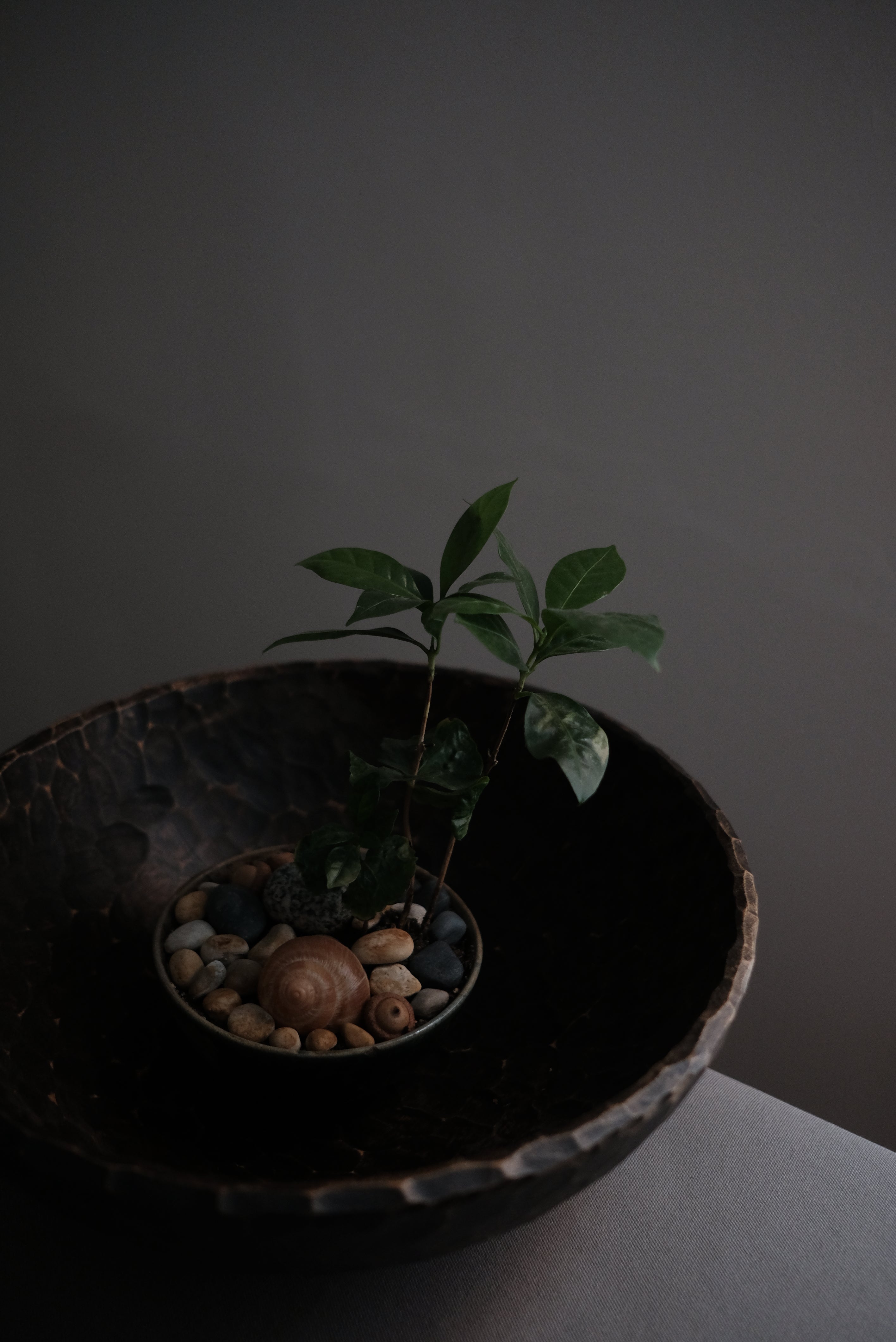 Japanese Bowl Medium